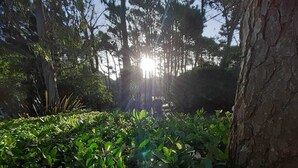 Un área boscosa con la luz del sol filtrándose entre los árboles.