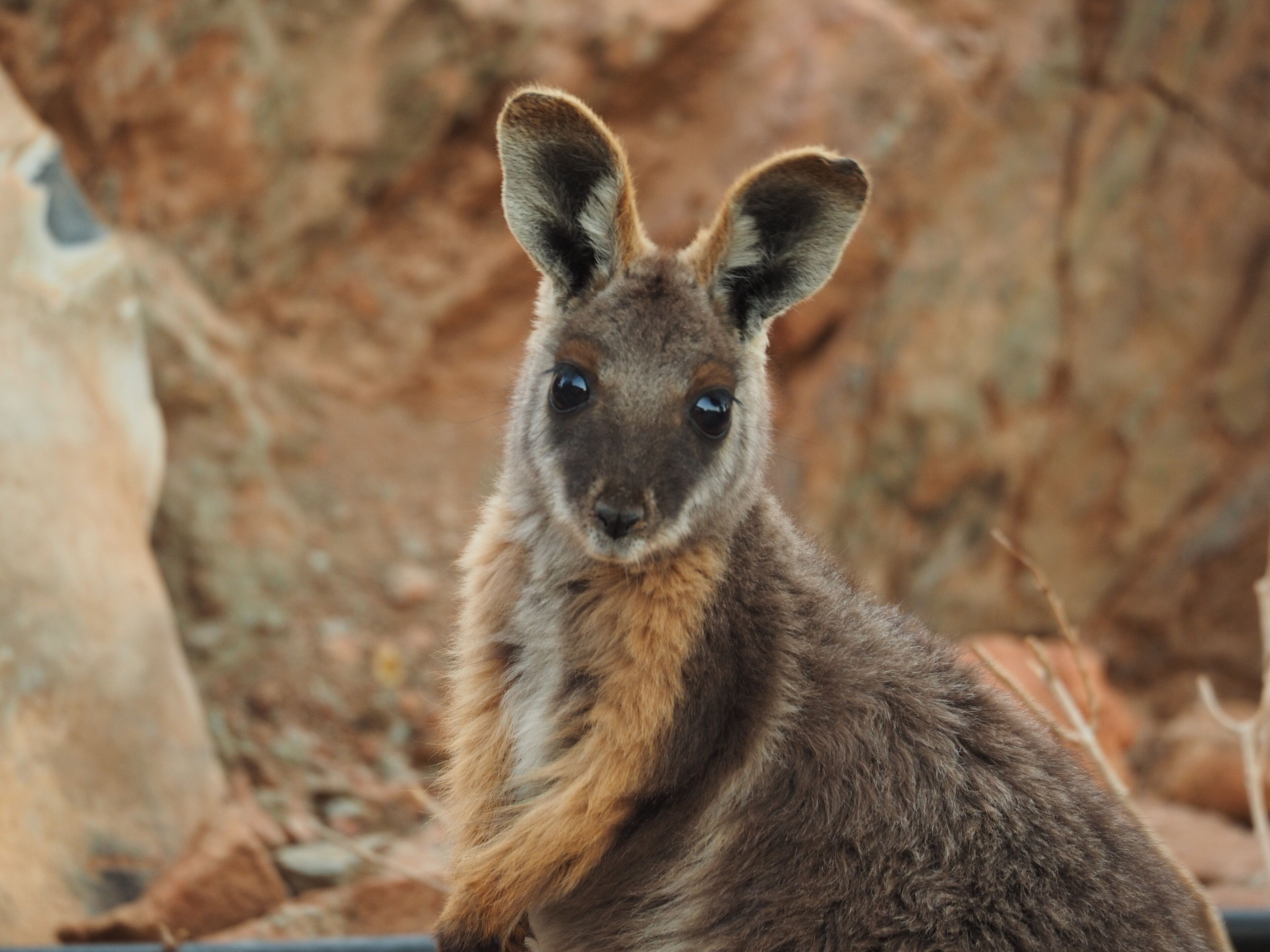 A kangaroo in a rocky outdoor setting.
