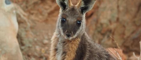 A kangaroo in a rocky outdoor setting.