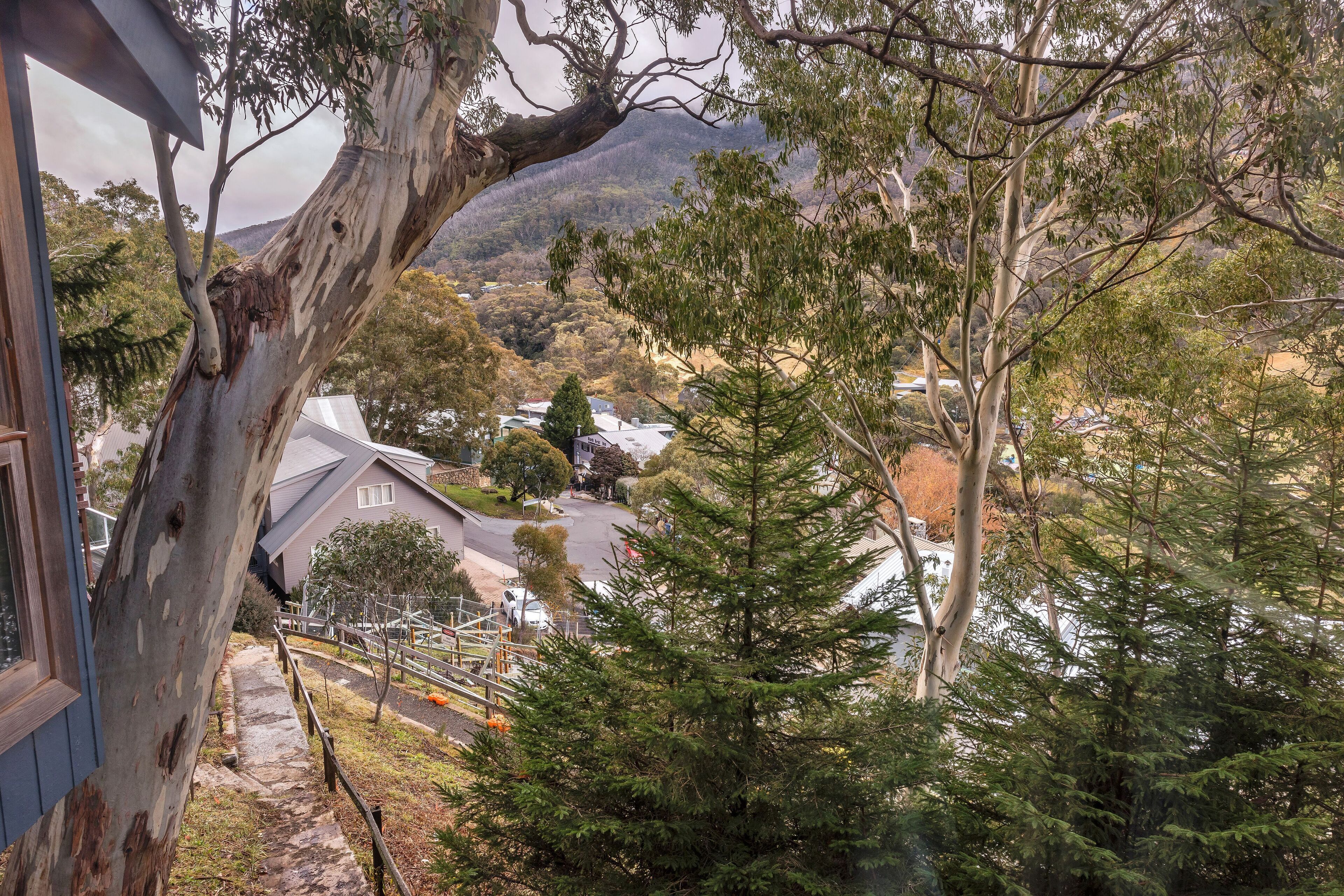 A residential area with a prominent eucalyptus tree, a pathway, and houses in the background.