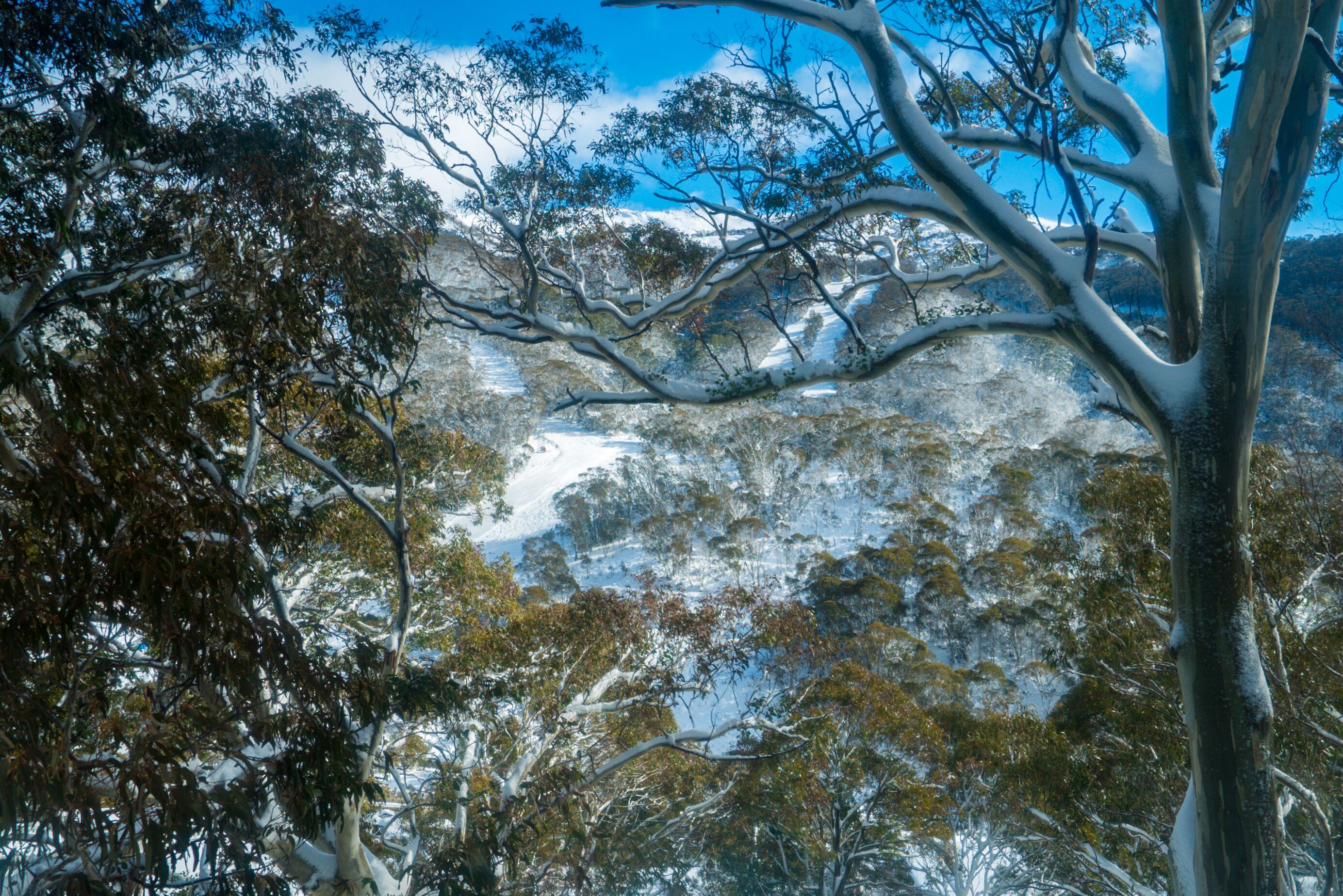 A mountainous landscape with snow-covered trees and a clear sky.
