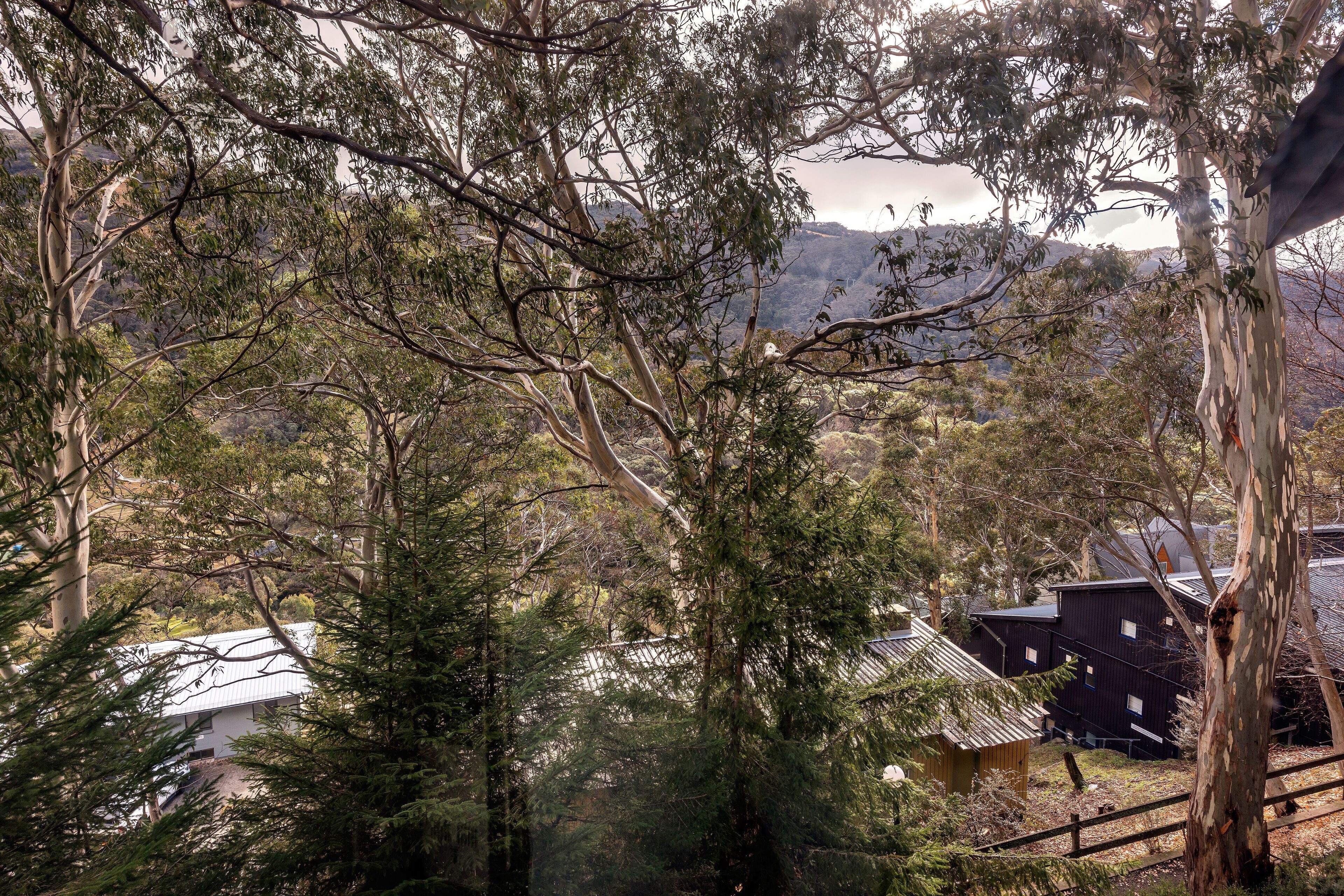 Une vue d’une zone boisée avec un bâtiment doté d’un toit en pente et d’une cheminée visible.