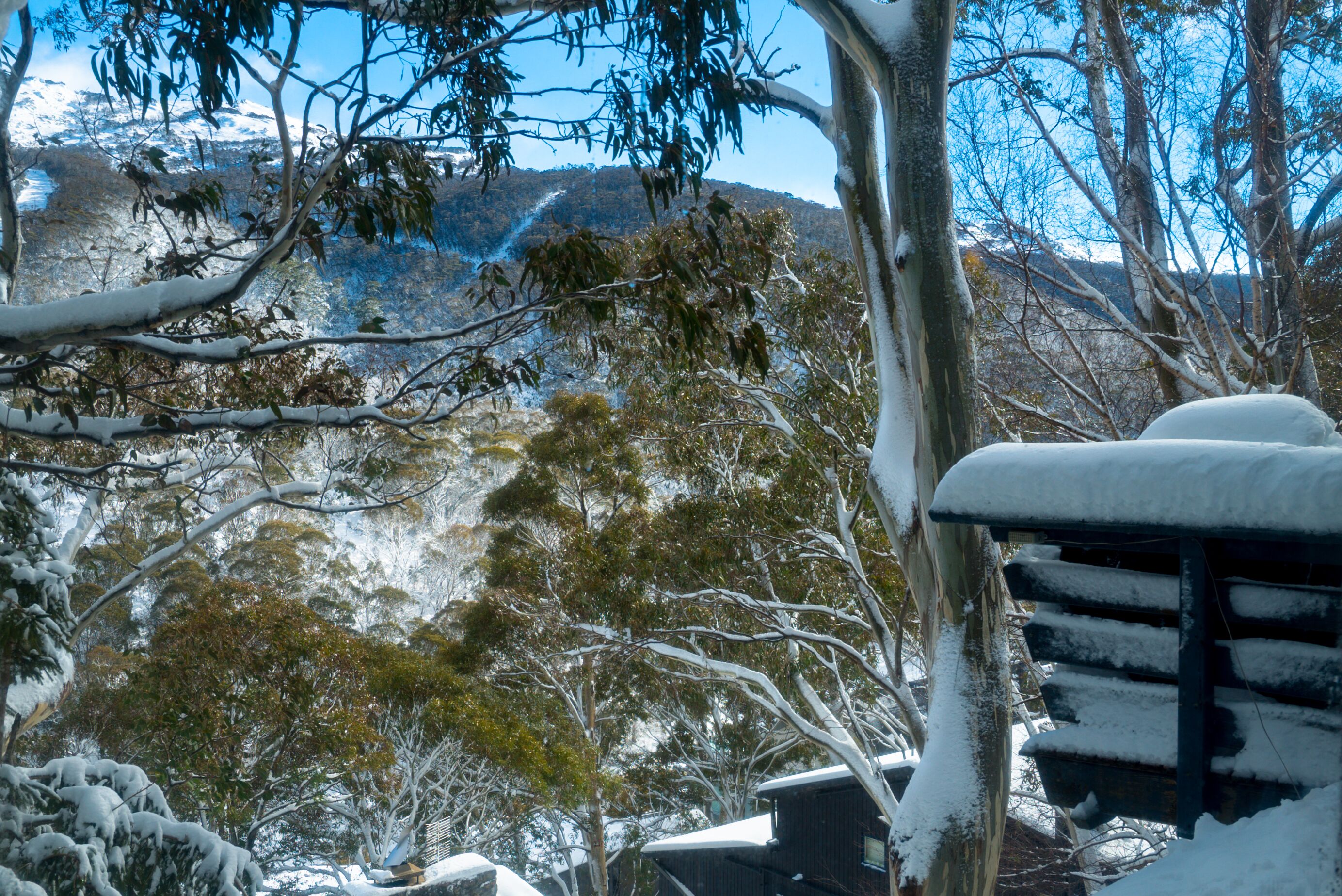 A snowy landscape with trees and a bench covered in snow.