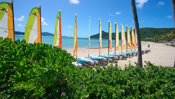 Una playa con hileras de velas de windsurf de colores y una orilla arenosa.