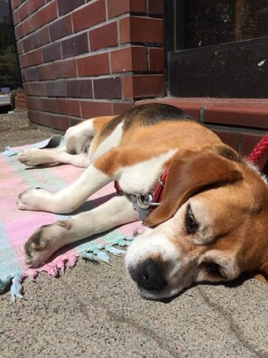 A dog lying on a blanket outside a building with a brick wall. - Lodge Yamajyuu (Hakuba)