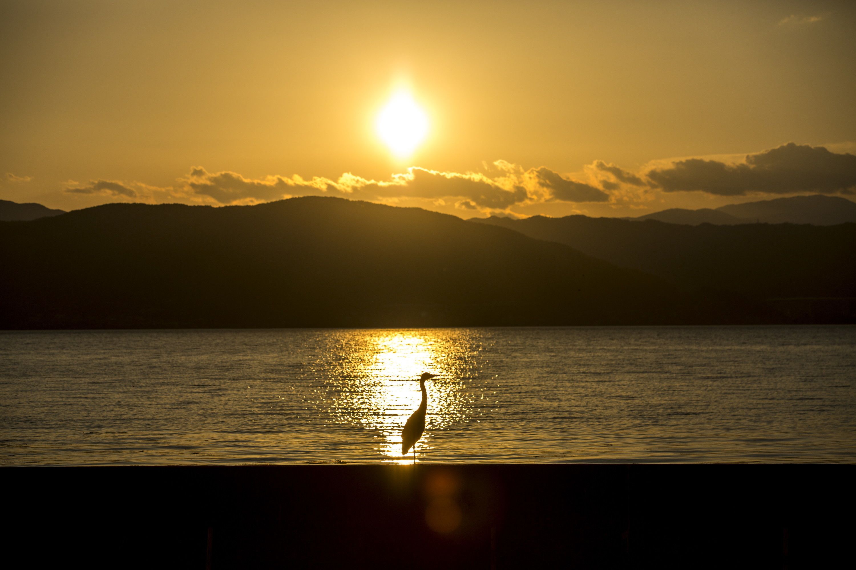 Solnedgang over vand med silhuetten af en fugl i forgrunden.