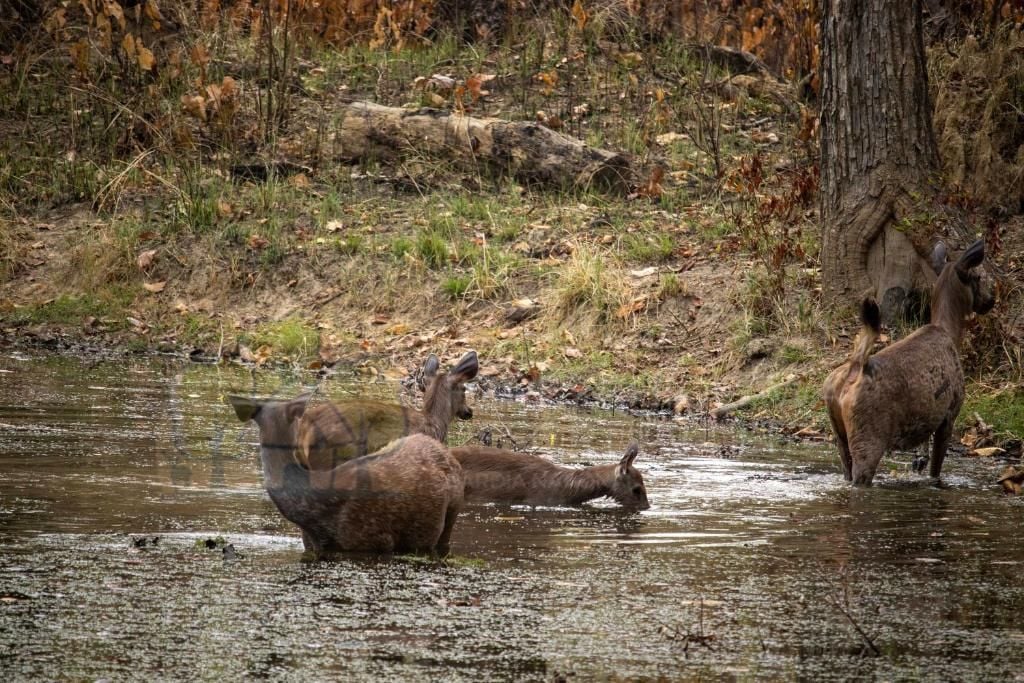 Entorno natural al aire libre con un cuerpo de agua, árboles y ciervos.