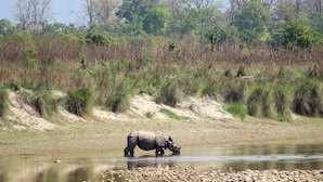 A rhinoceros drinking water at a riverbank with a forested background. - Forest Hideaway Resort PVT LTD (Bardiya National Park)