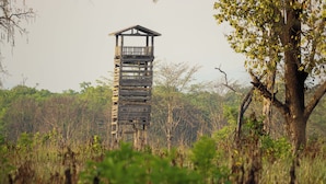A wooden observation tower in a natural setting. - Forest Hideaway Resort PVT LTD (Bardiya National Park)