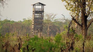 Safari