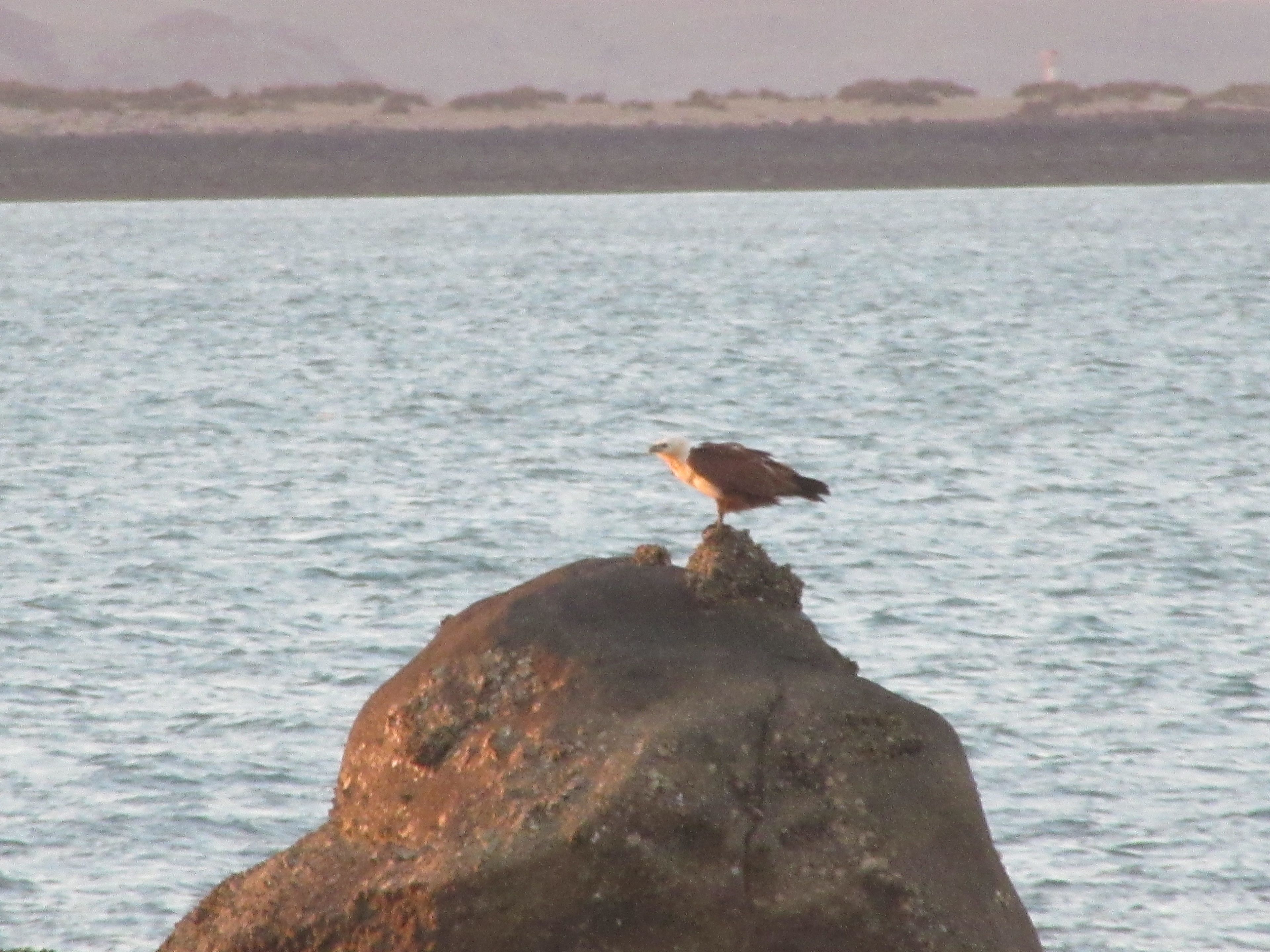 A bird perched on a rock by a body of water.