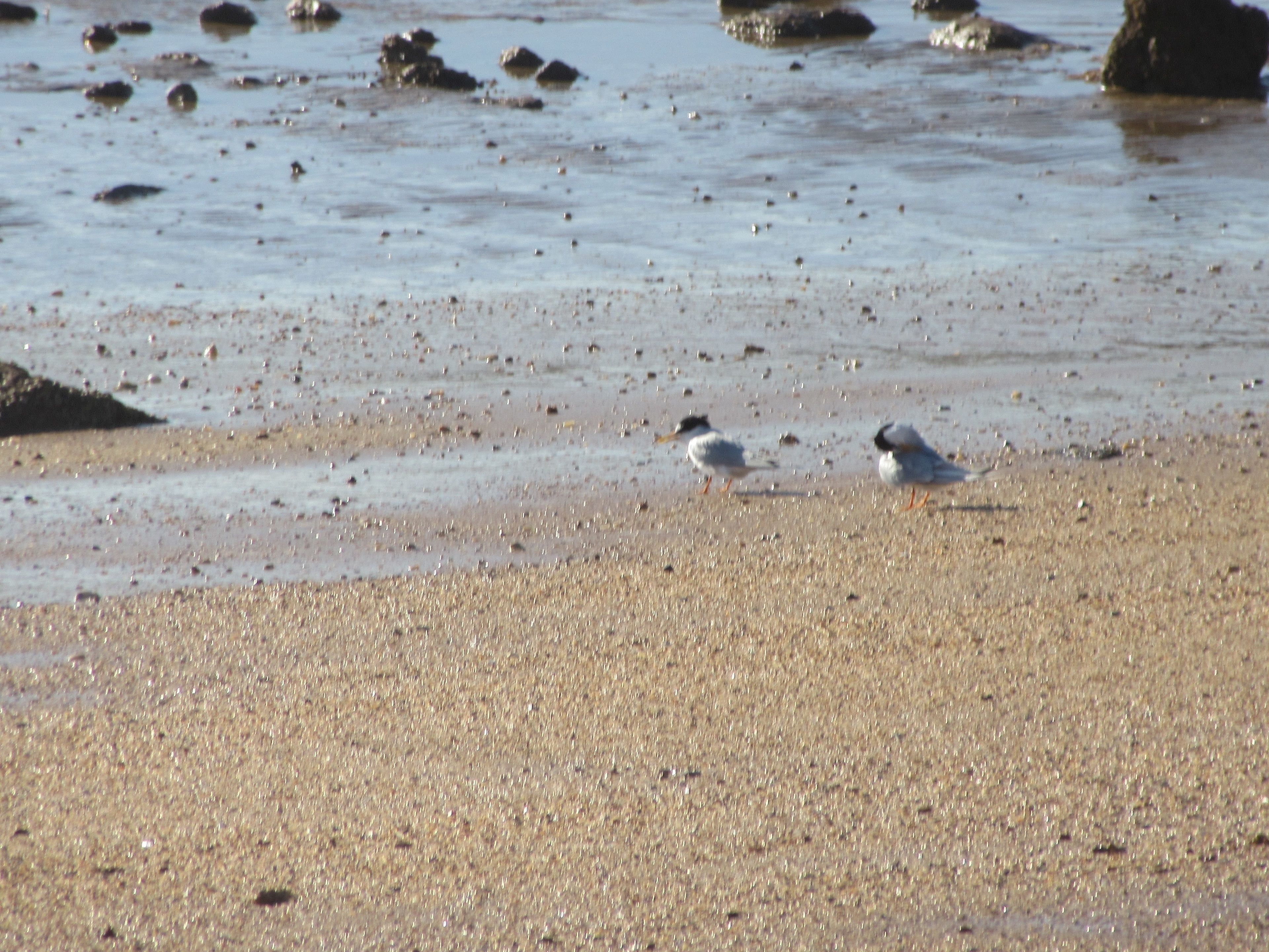 Ein Strand mit Kieselsteinen und zwei Vögeln im Sand.