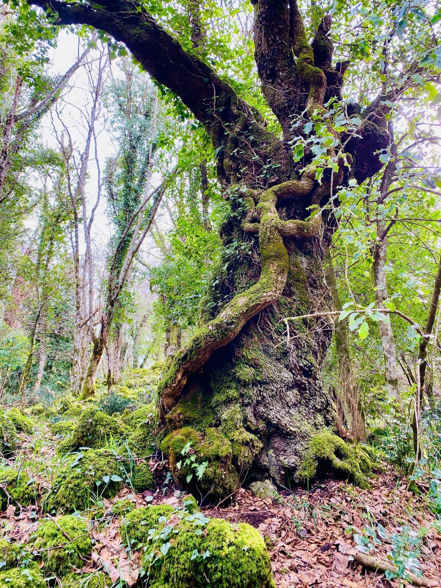 A large tree with moss and lichen growth, surrounded by dense forest.