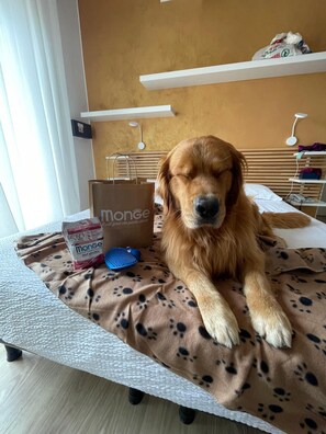 Prestations adaptées aux animaux de compagnie