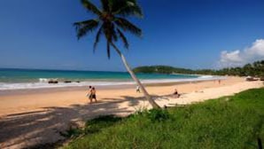 A beach with a palm tree, clear blue sky, and calm sea.