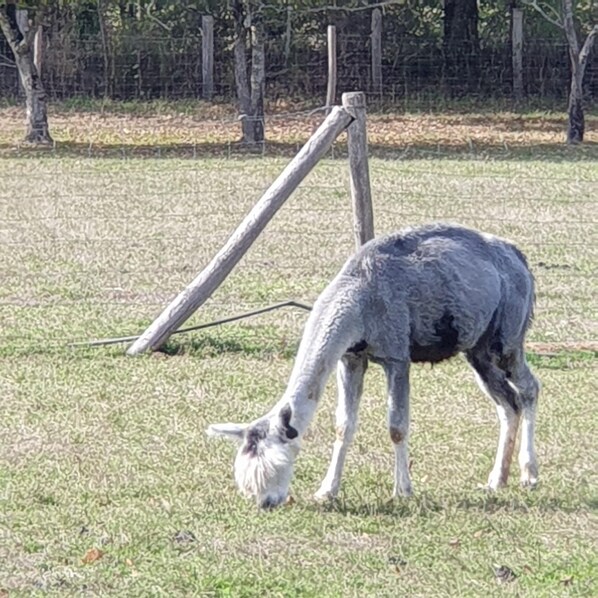 Una llama pastando en un campo lleno de hierba, con árboles al fondo.