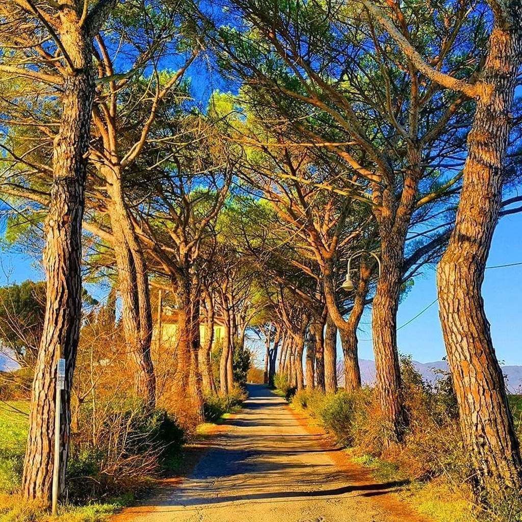 Un sentier bordé de grands arbres, qui mène vers un point de vue lointain.