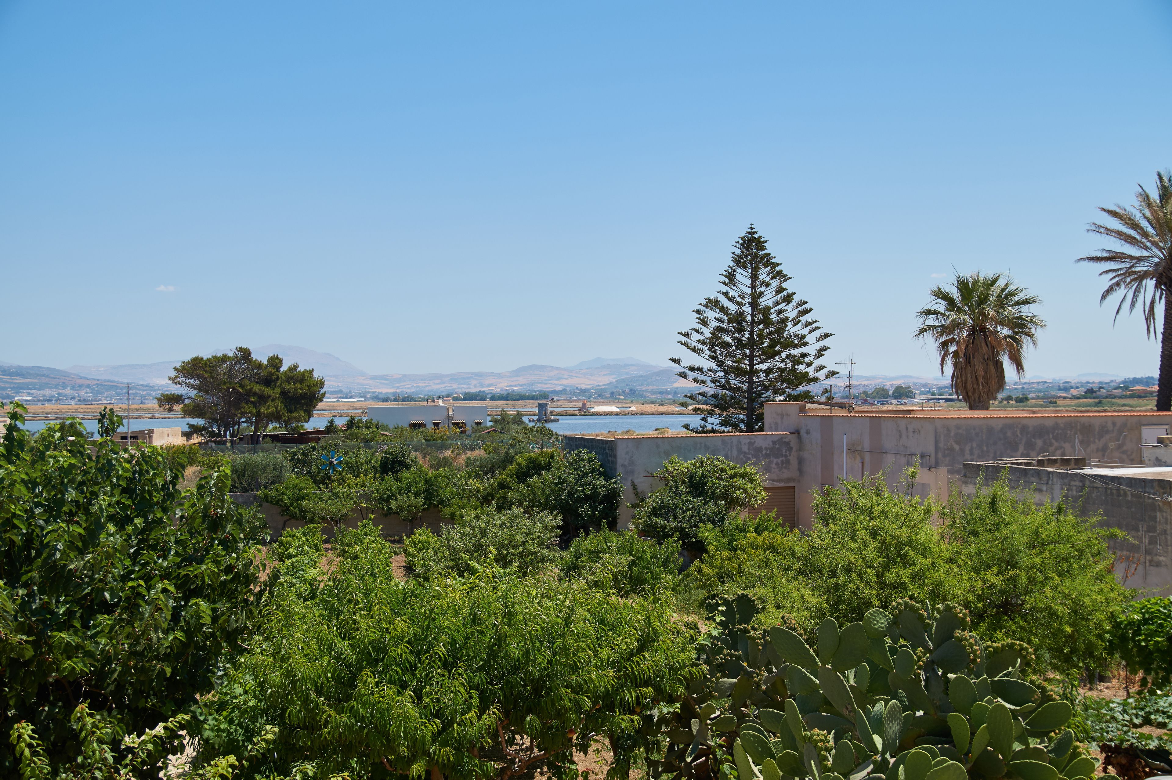 A view of a coastal area with a clear sky, a body of water, and a variety of vegetation including cacti and trees.