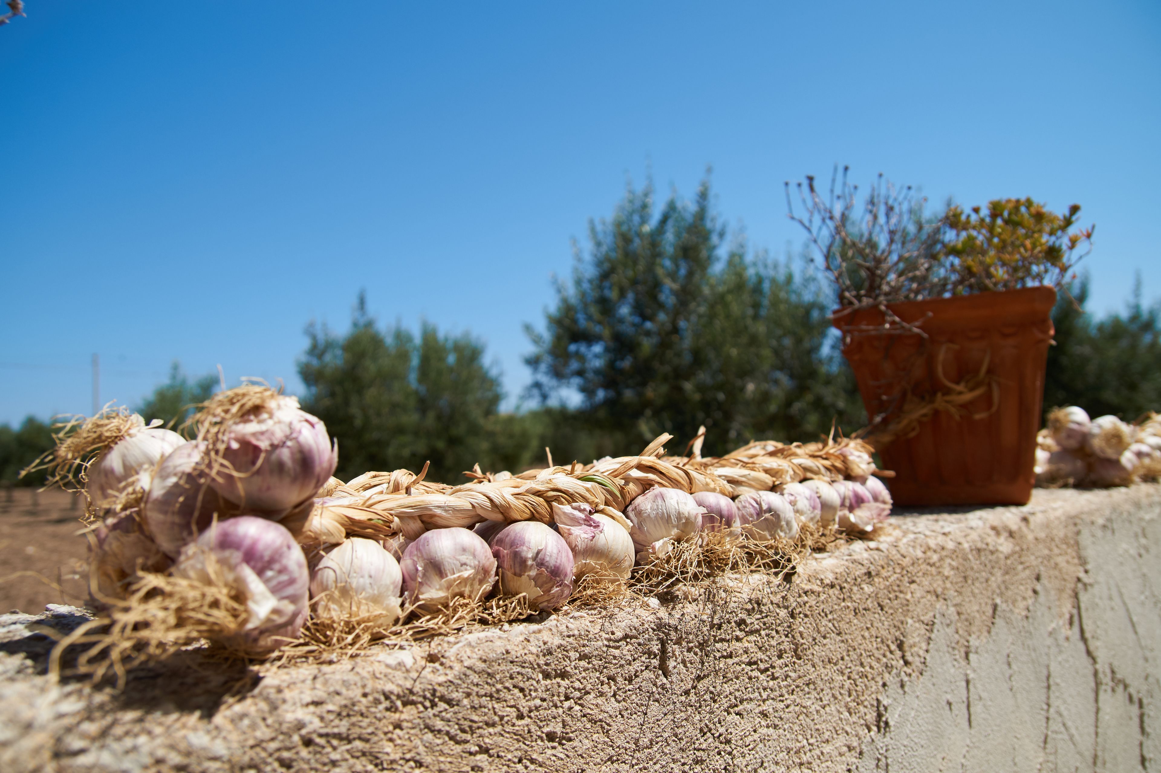 A concrete ledge with a row of onions and a potted plant.