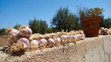 A concrete ledge with a row of onions and a potted plant.