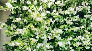 Una ventana blanca con contraventanas, parcialmente cubierta por follaje verde frondoso y flores blancas.