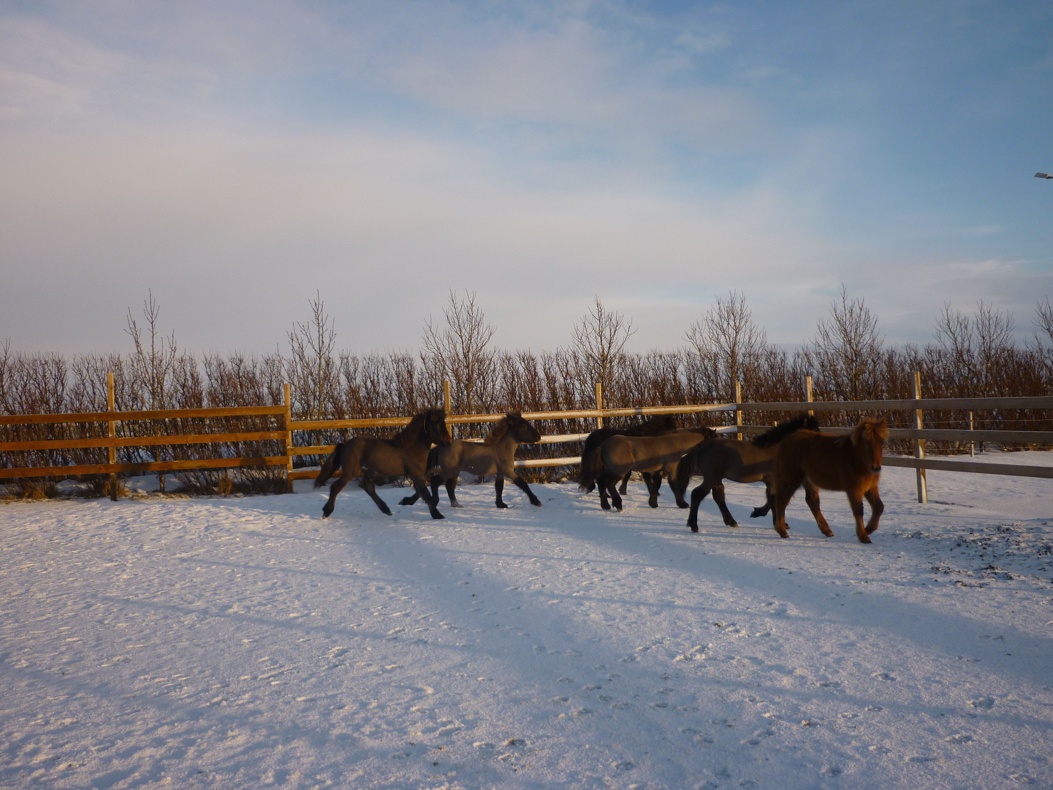 Eine Gruppe Pferde in einem eingezäunten Bereich, bedeckt mit Schnee.