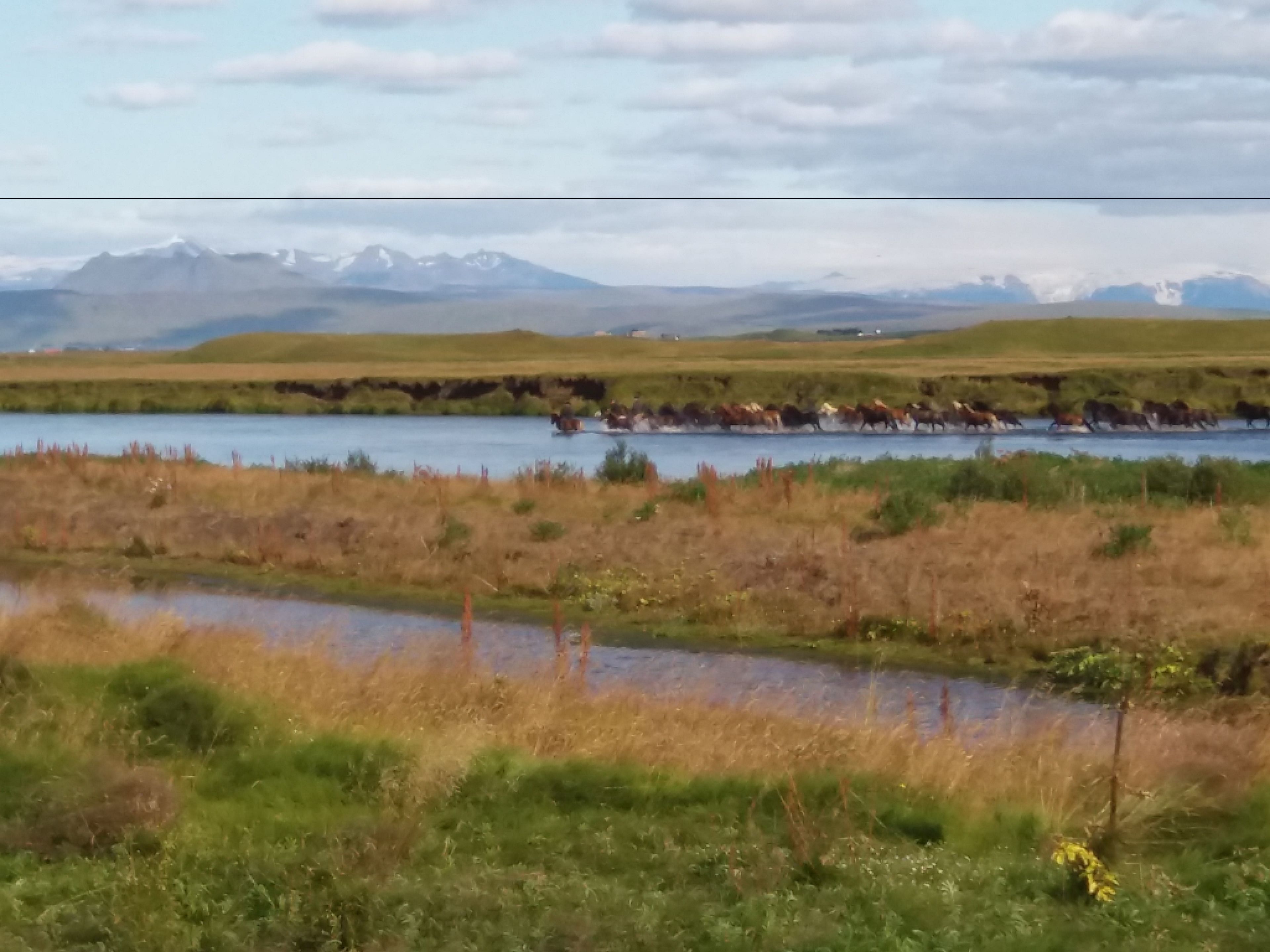 A river with horses crossing, surrounded by grassy fields and mountains in the background.