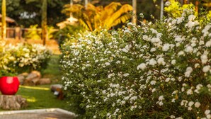 A garden pathway with white flowering bushes and a red spherical object on a tree stump. - Pousada Betânia (Gramado)