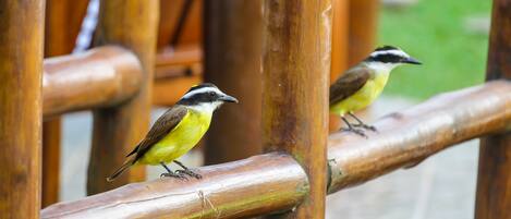 Two birds perched on a bamboo structure.