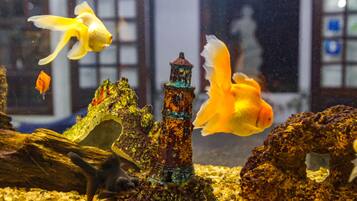 Et akvarium med fisk, en træstamme og en fyrtårnsbygning.