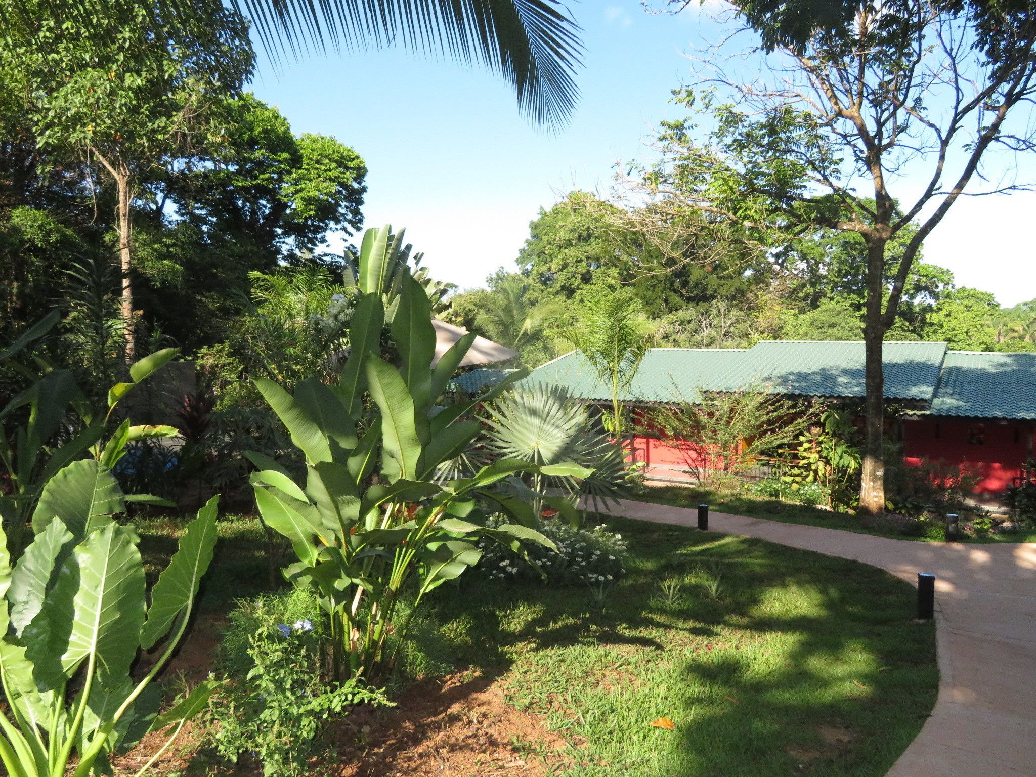 A lush garden with large leafy plants and a red building with a green roof.