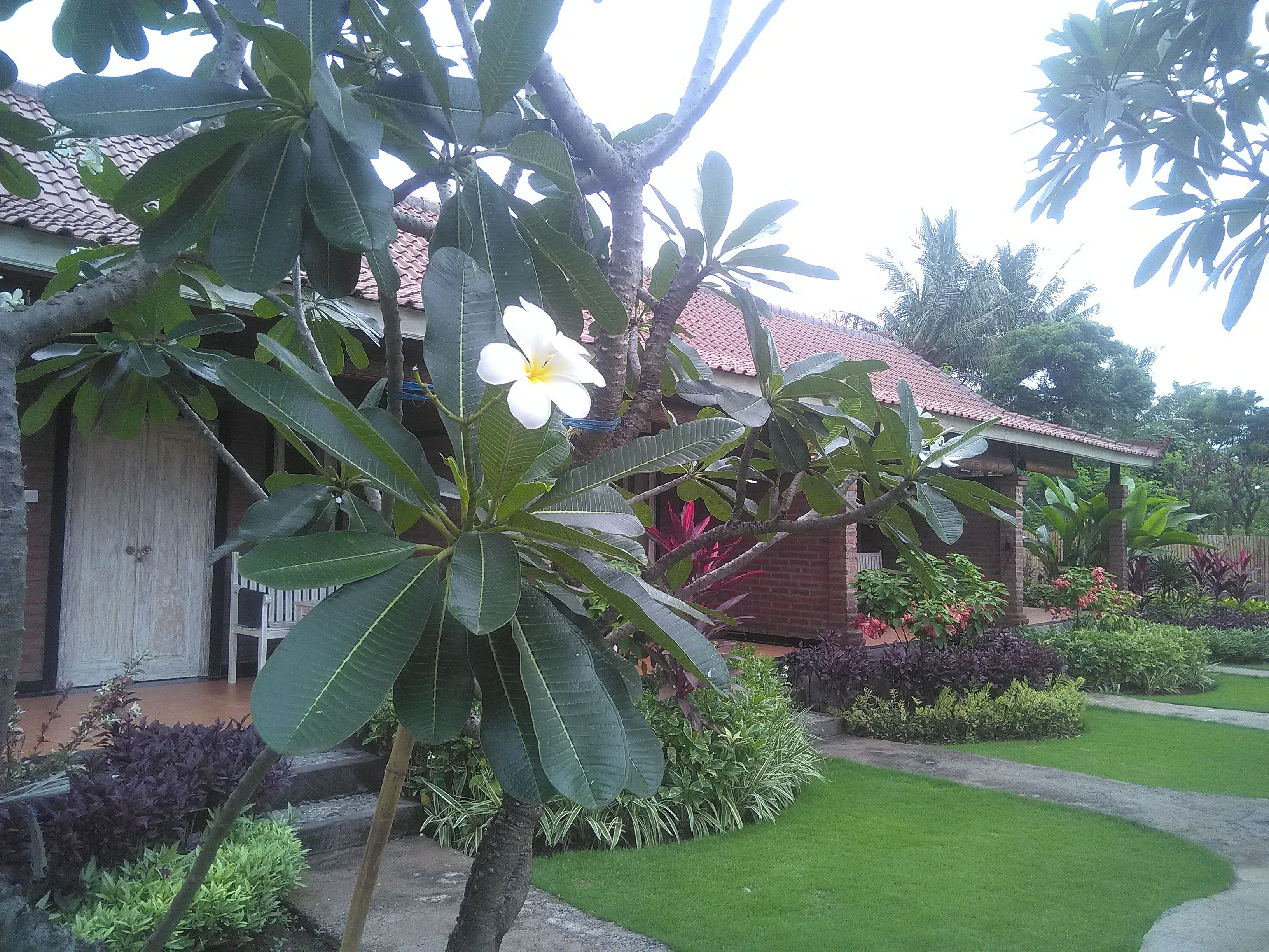 A garden with a white flower, green foliage, and a brick house with a tiled roof.