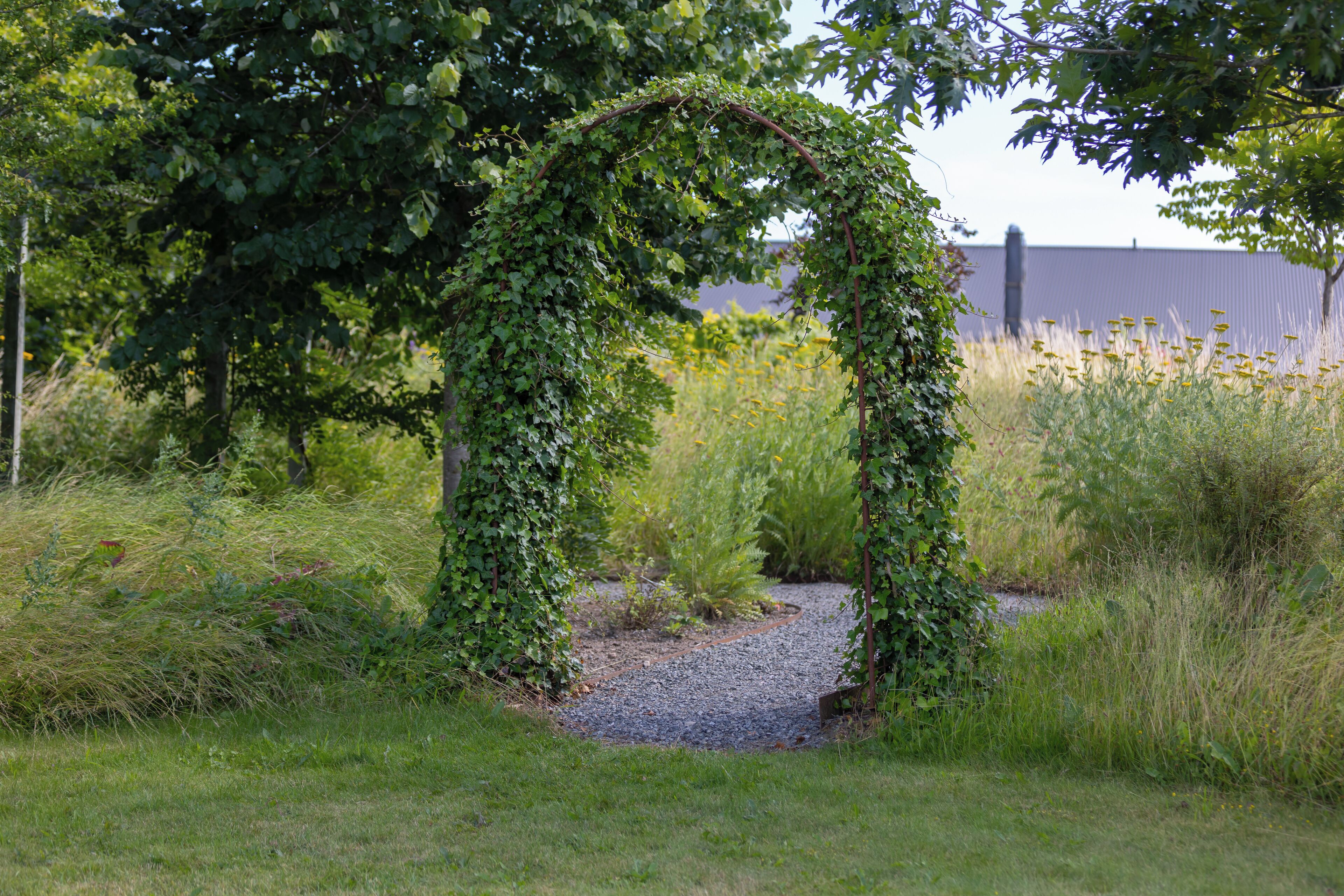 Ein Garten mit einem efeuüberrankten Bogen, umgeben von Gras und verschiedenen Pflanzen.