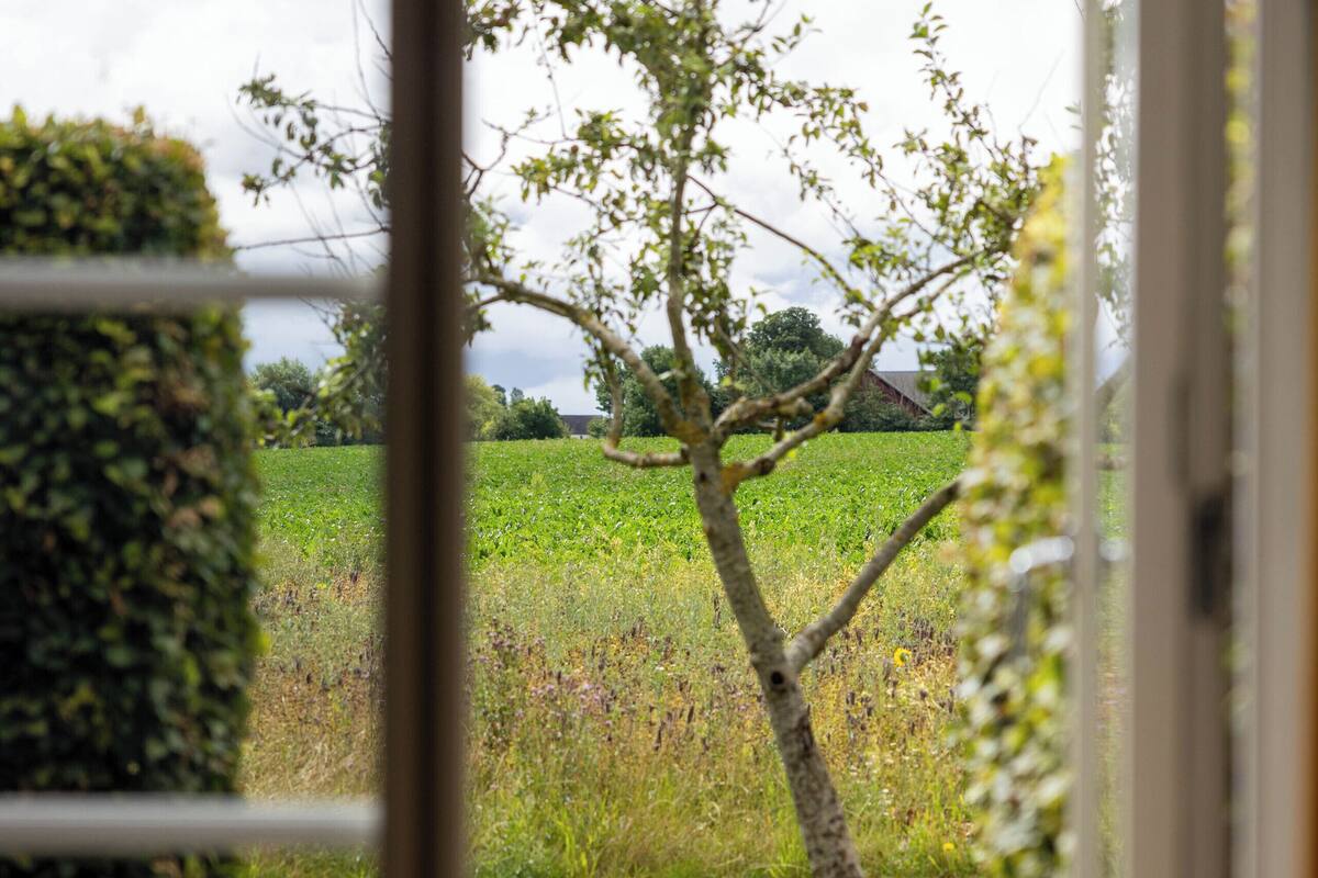A view through a window with a hedge and a tree in a grassy field.