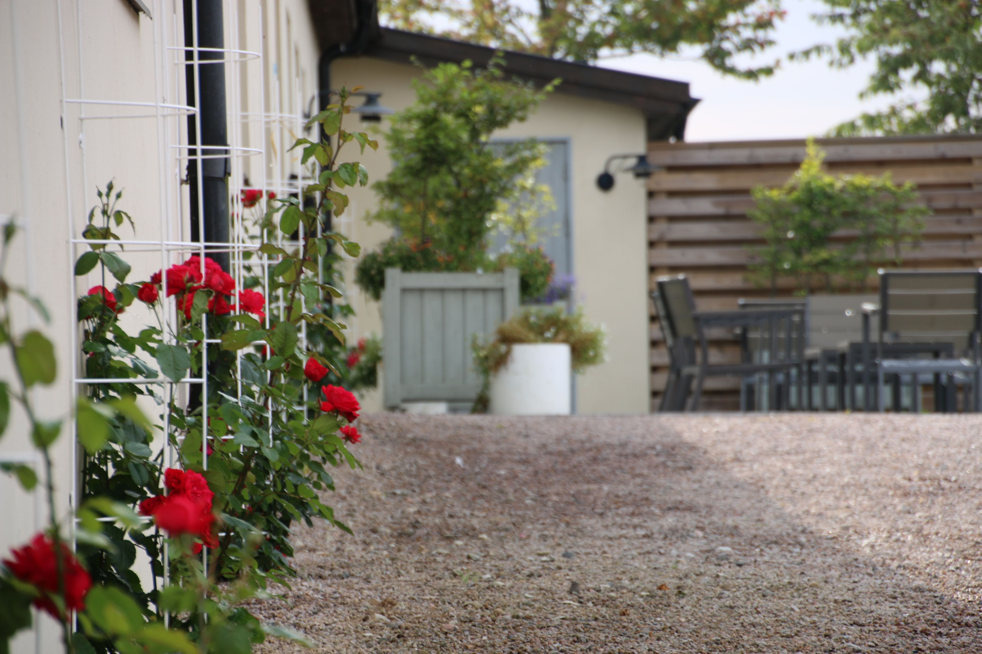 Un giardino con rose rosse, una recinzione in legno e mobili da esterno.
