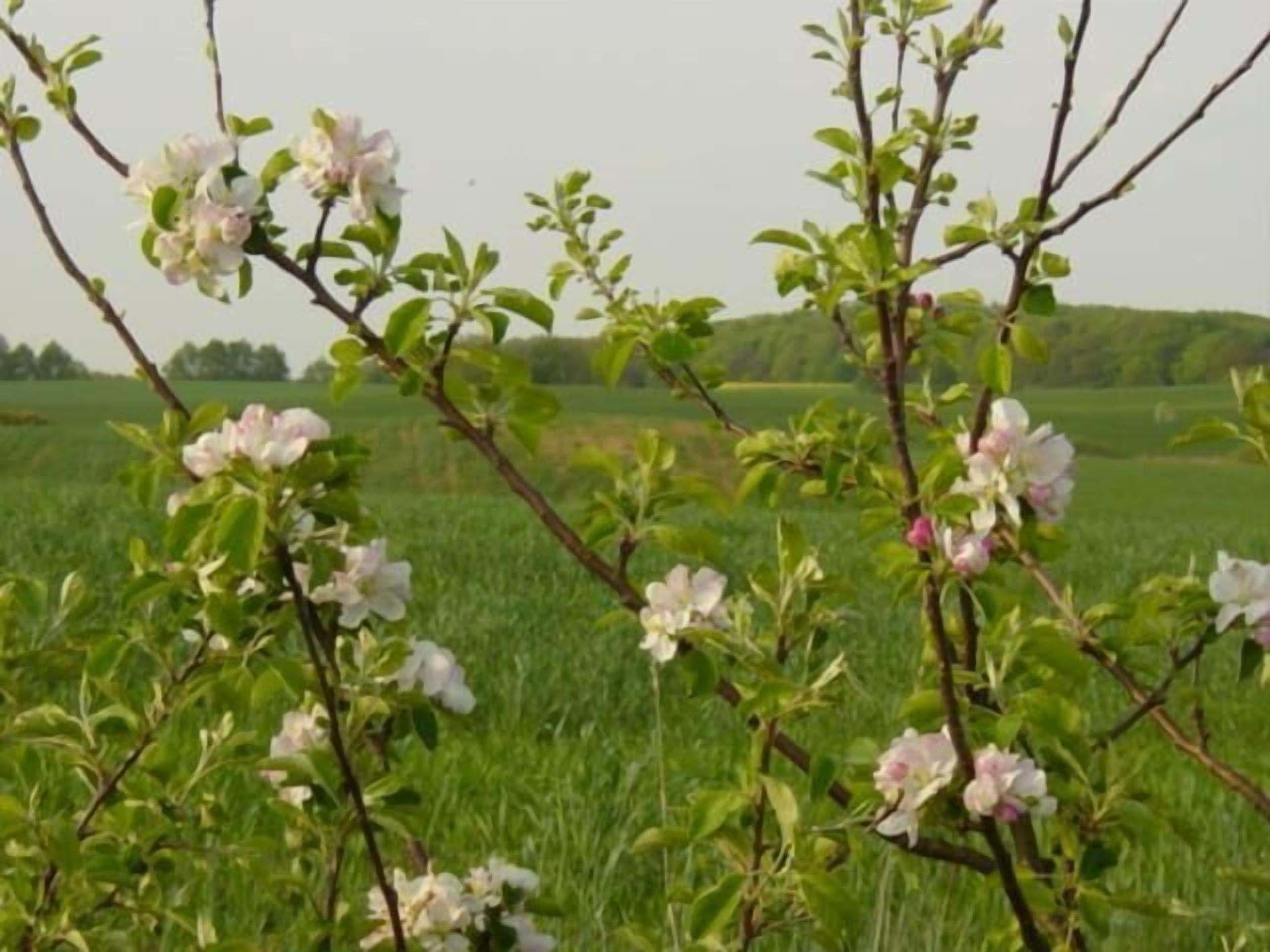Un árbol con flores rosadas en un campo cubierto de hierba.