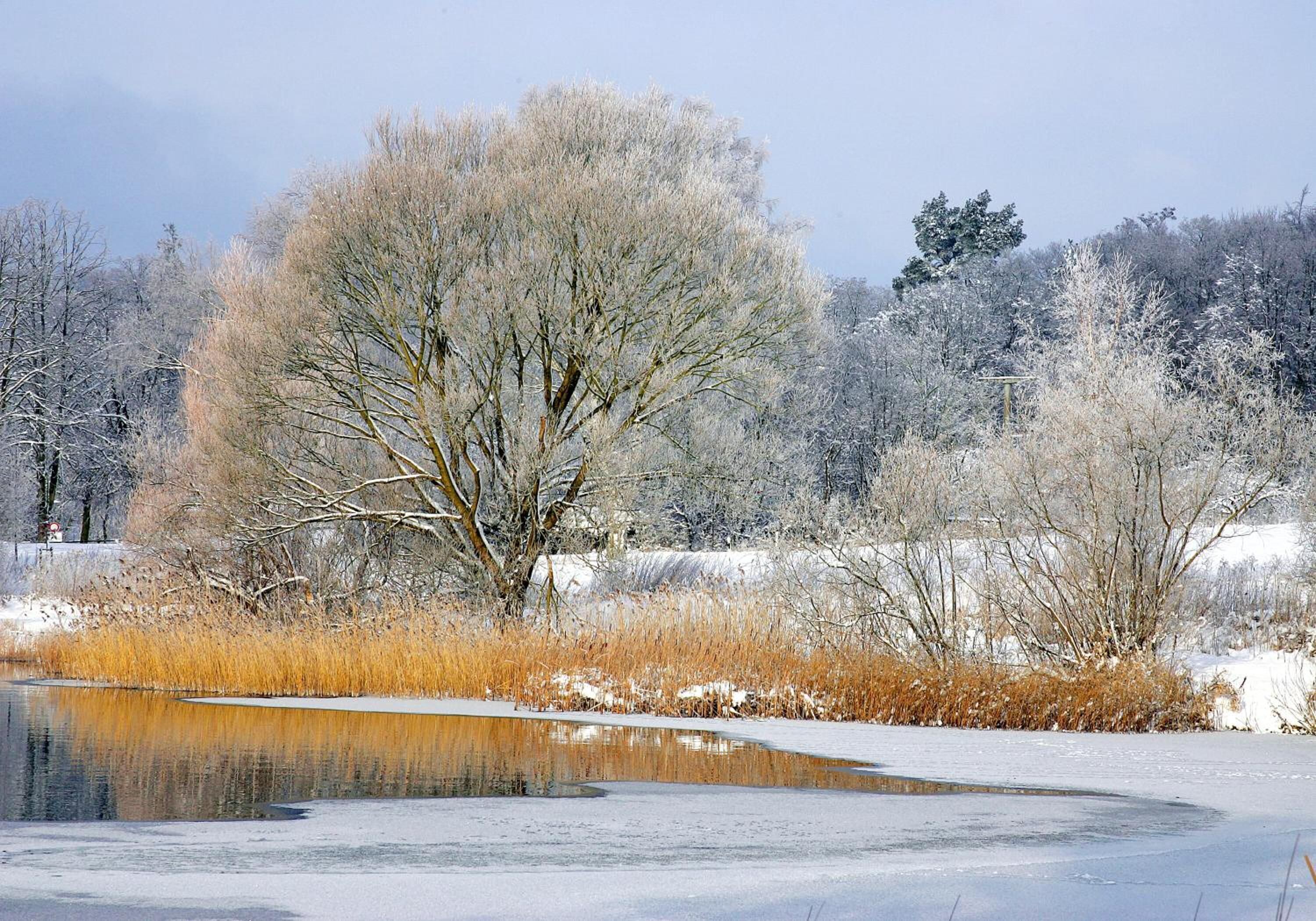 A frozen lake with trees and snow-covered ground.