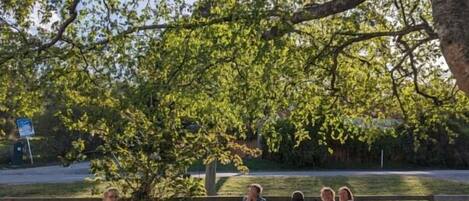 Un groupe de personnes est assis sur des bancs en bois, à l’ombre d’un grand arbre dans un parc.