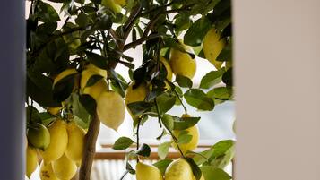 Een citrusboom in pot met rijpe vruchten in een rieten mand.