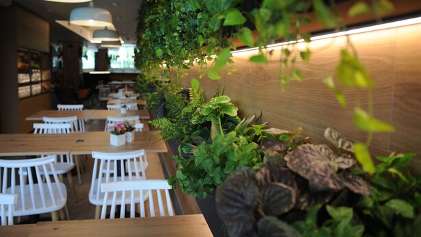 A restaurant interior with wooden tables and chairs, a green wall with plants, and hanging lights. - Hotel Aitana (Irun)