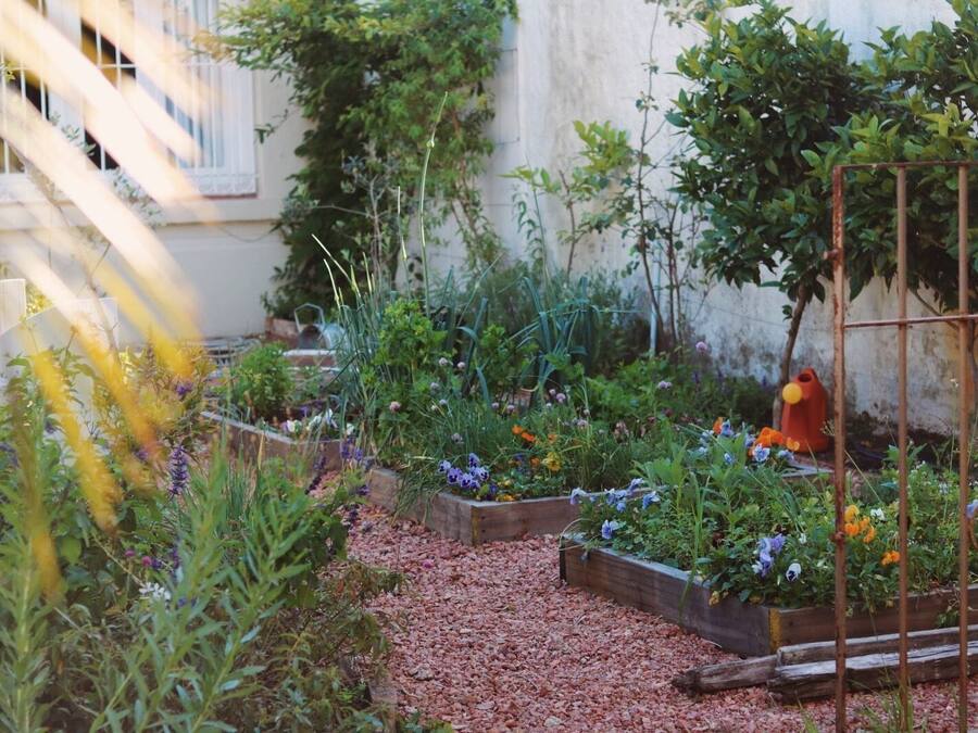 Un jardín con camas elevadas, diversas plantas y una valla de madera.