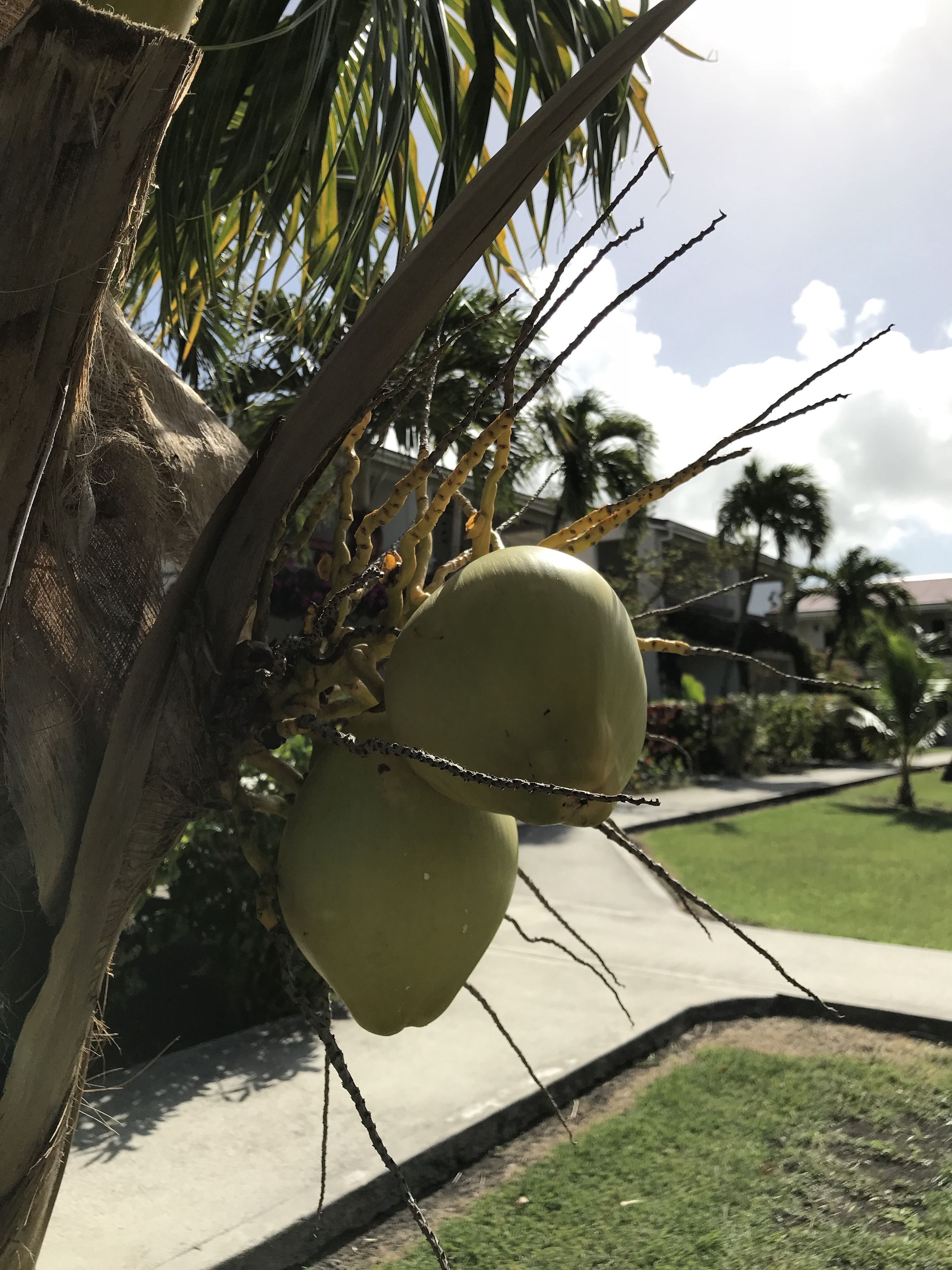 Eine Palme mit Kokosnüssen und einem Betonweg.