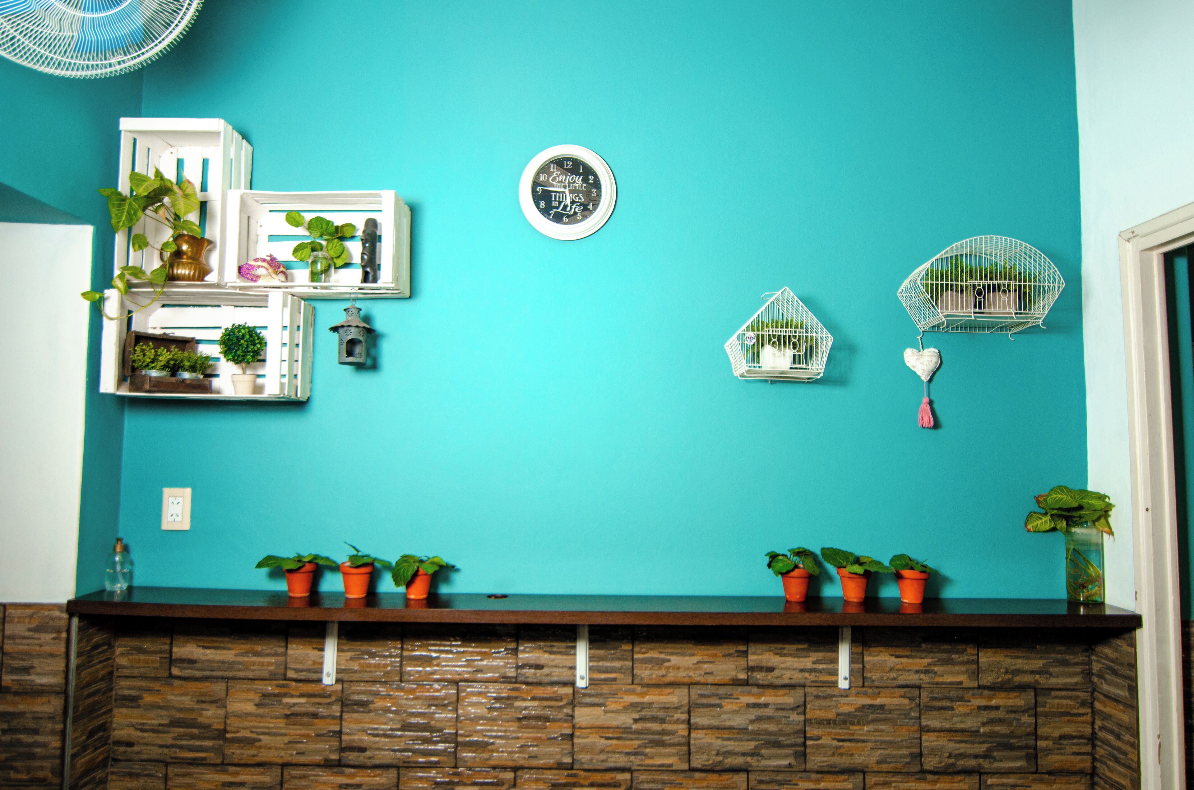 A teal wall with a clock, potted plants, and birdcages.