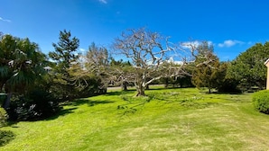 Une pelouse bien entretenue, avec un grand arbre sans feuilles au centre, entouré de divers arbustes et de plus petits arbres.