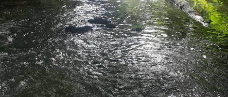 A river flowing through a forested area with rocks and greenery.