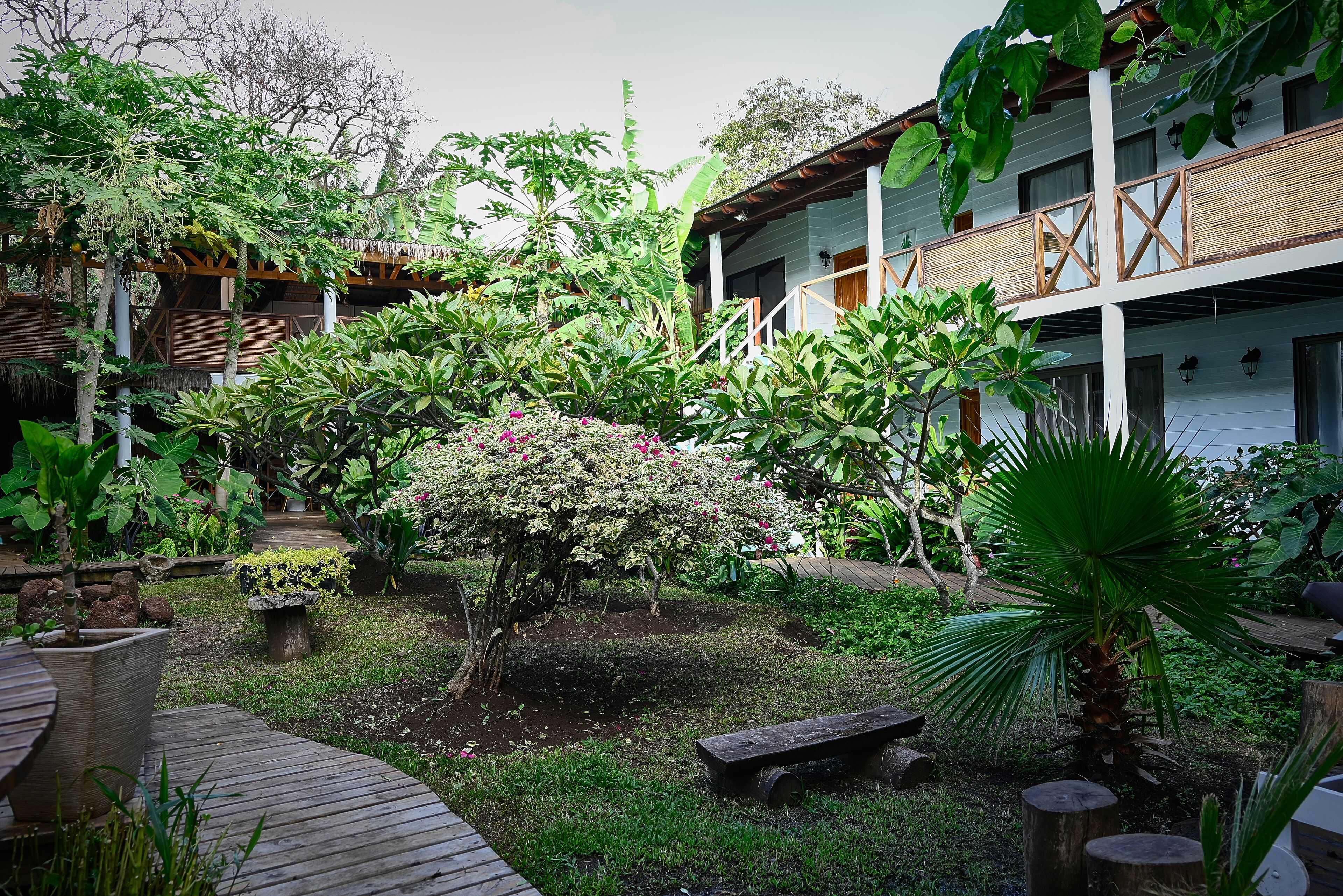 Un giardino con diverse piante e un pontile in legno.