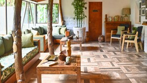 A cozy room with a wooden floor, a sofa with green cushions, a wooden coffee table with decorative items, and a large potted plant. - Hare Nua (Hanga Roa)