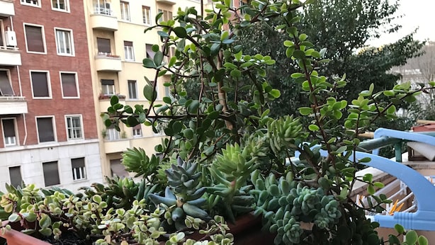 Un balcon orné de plantes grasses en pot, offrant une vue sur des immeubles résidentiels à plusieurs étages.