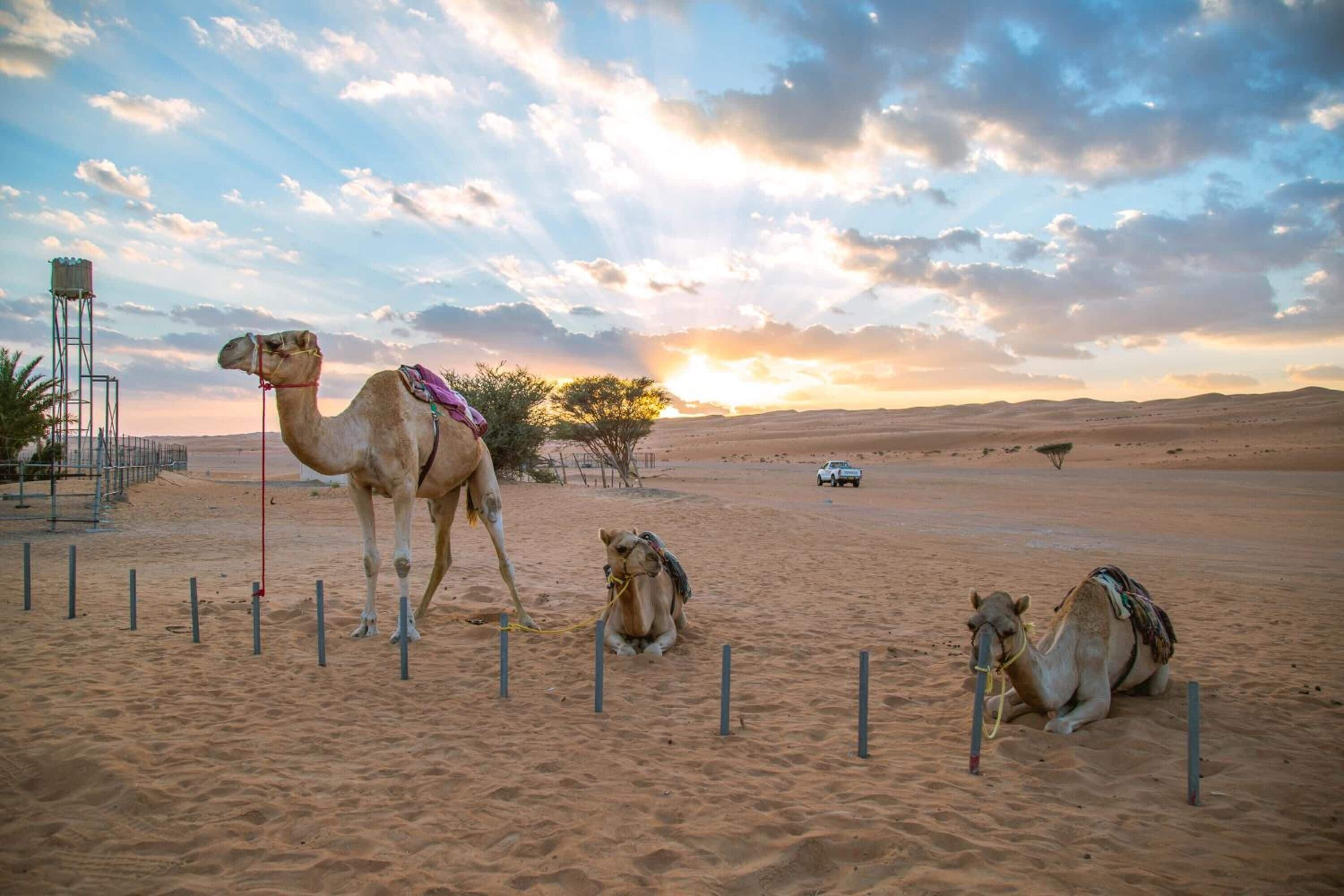 A camel with a saddle in a desert setting.