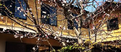 A building with multiple windows and a tree with blossoms in front.